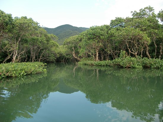 Mangrove Primeval Forest