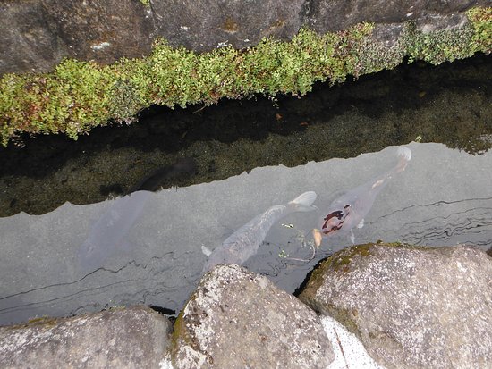The Town of Swimming Carp