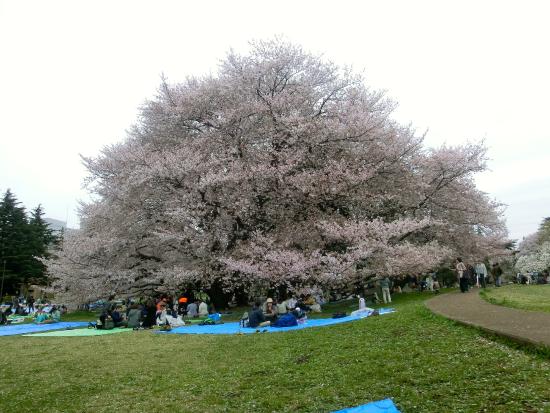 Kinuta Park