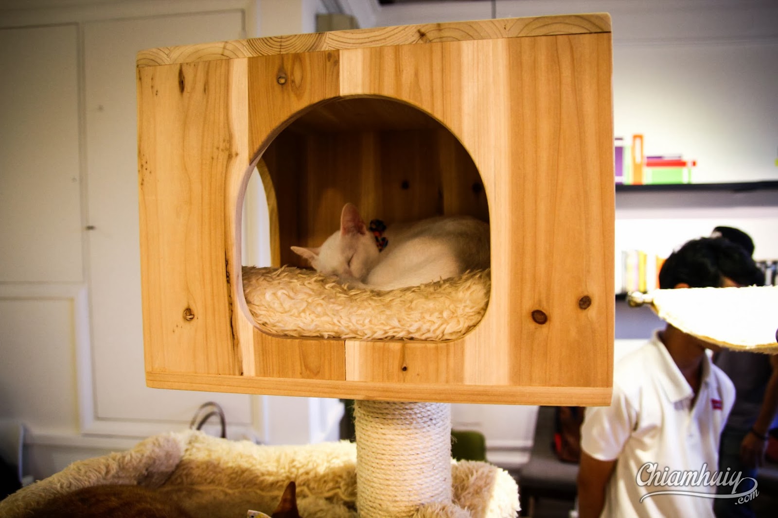 Cat Cafe Neko no Niwa
