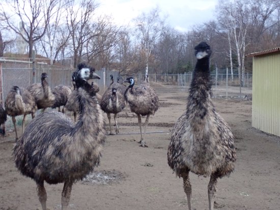 Okhotsk Emu Pasture