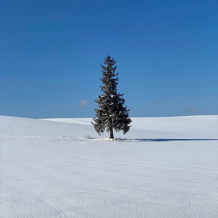 Christmas Tree no Ki