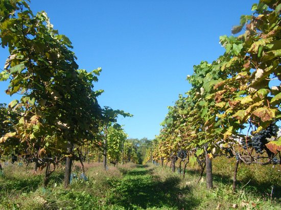 Tsurunuma Winery