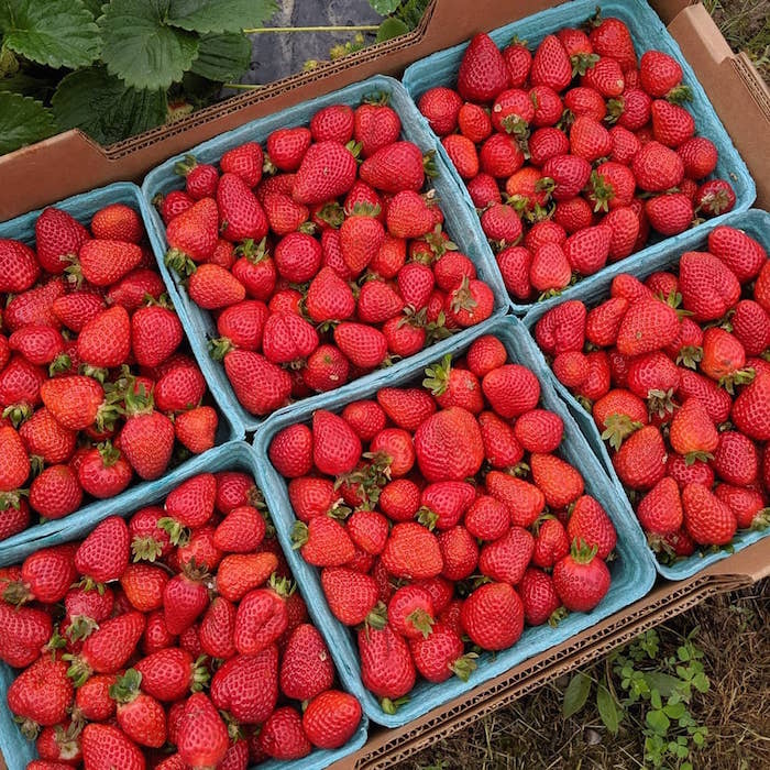 Hayashi Strawberry Farm