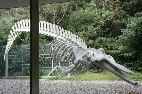 Coastal Branch of Natural History Museum and Institute Chiba