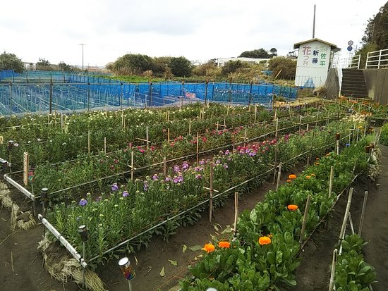 Shiramazu Flower Garden