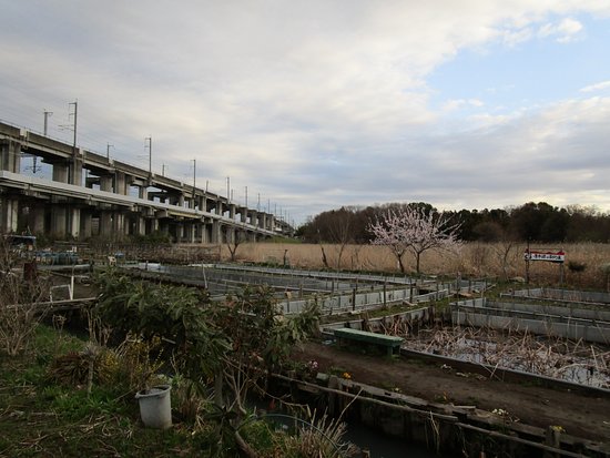 Haraichi Swamp