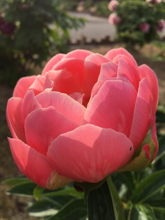 Botan en Garden