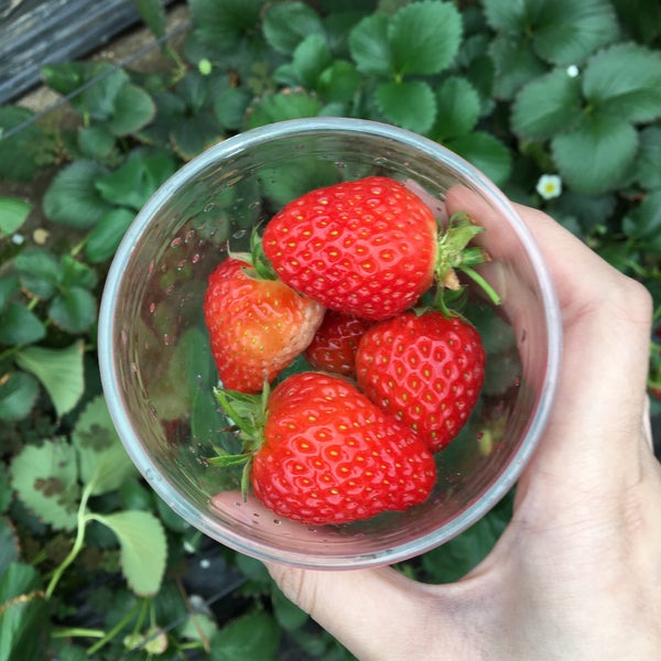 Namegawa Strawberry Farm