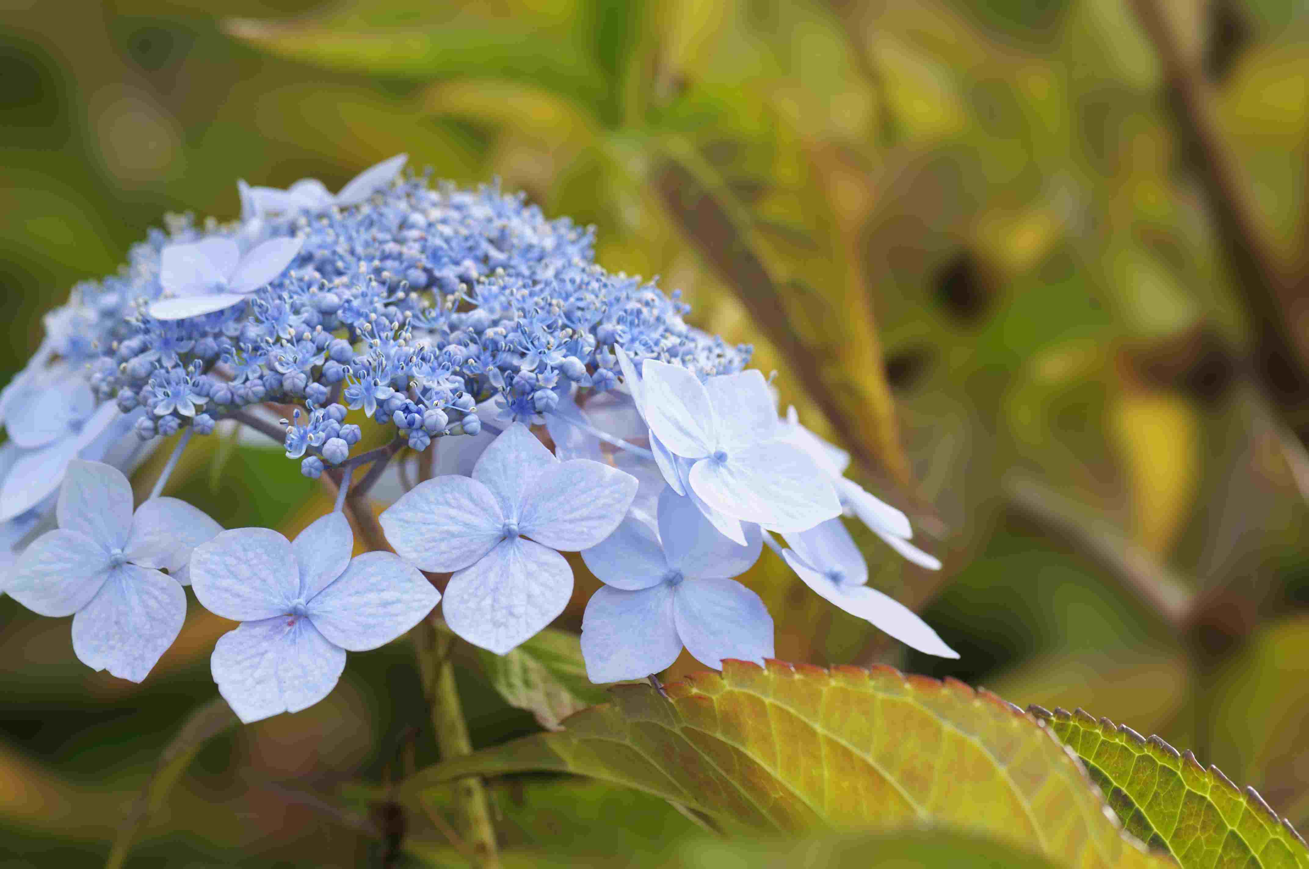 Fureai Hydrangeas Road