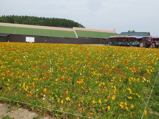 Flower Land Kamifurano