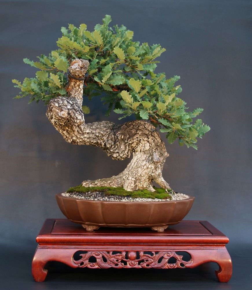 Little Tree