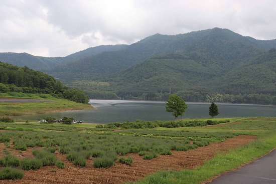 Lake Kanayama Lavender Garden