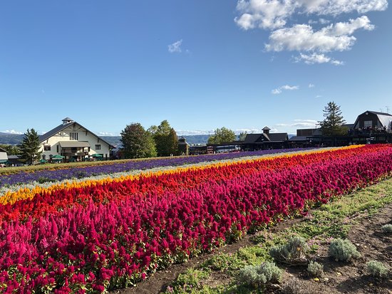 Farm Tomita