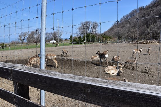 Shiretoko Ezoshika Farm