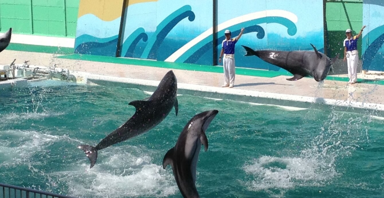 Kamogawa Sea World