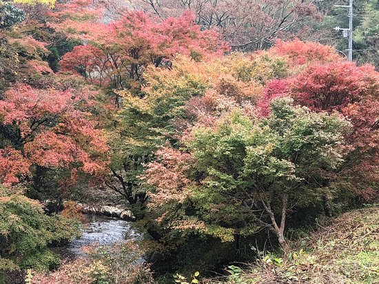 Maple Road