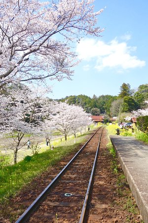Itabu no Sakura