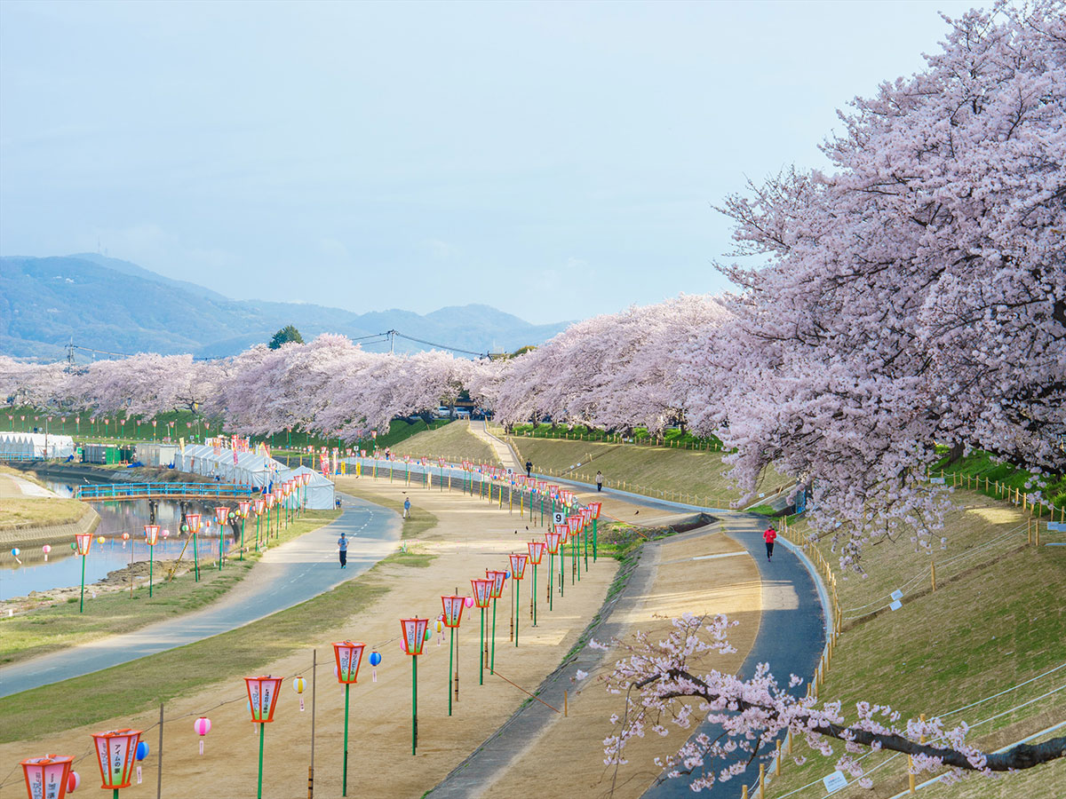 Sakura Ki Road