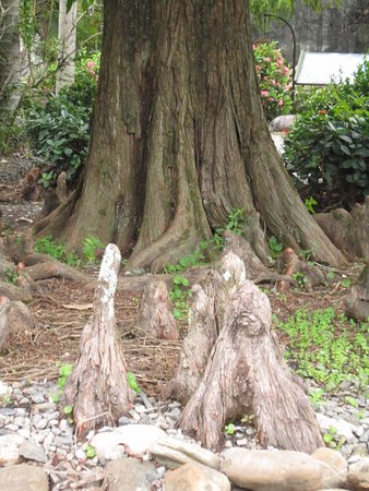 Chen's Pine Tree Garden
