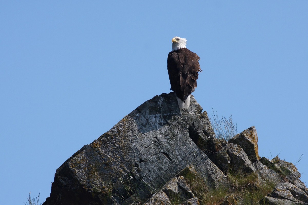Eagle Rock Tip