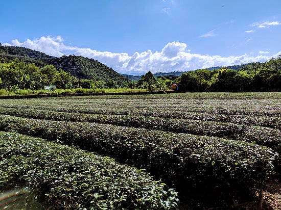 Eshan Tea Garden