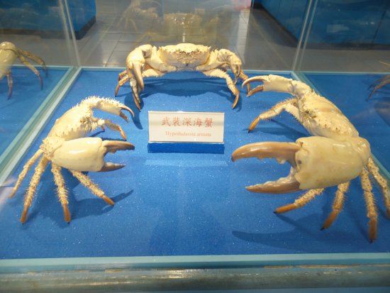 Crab Museum