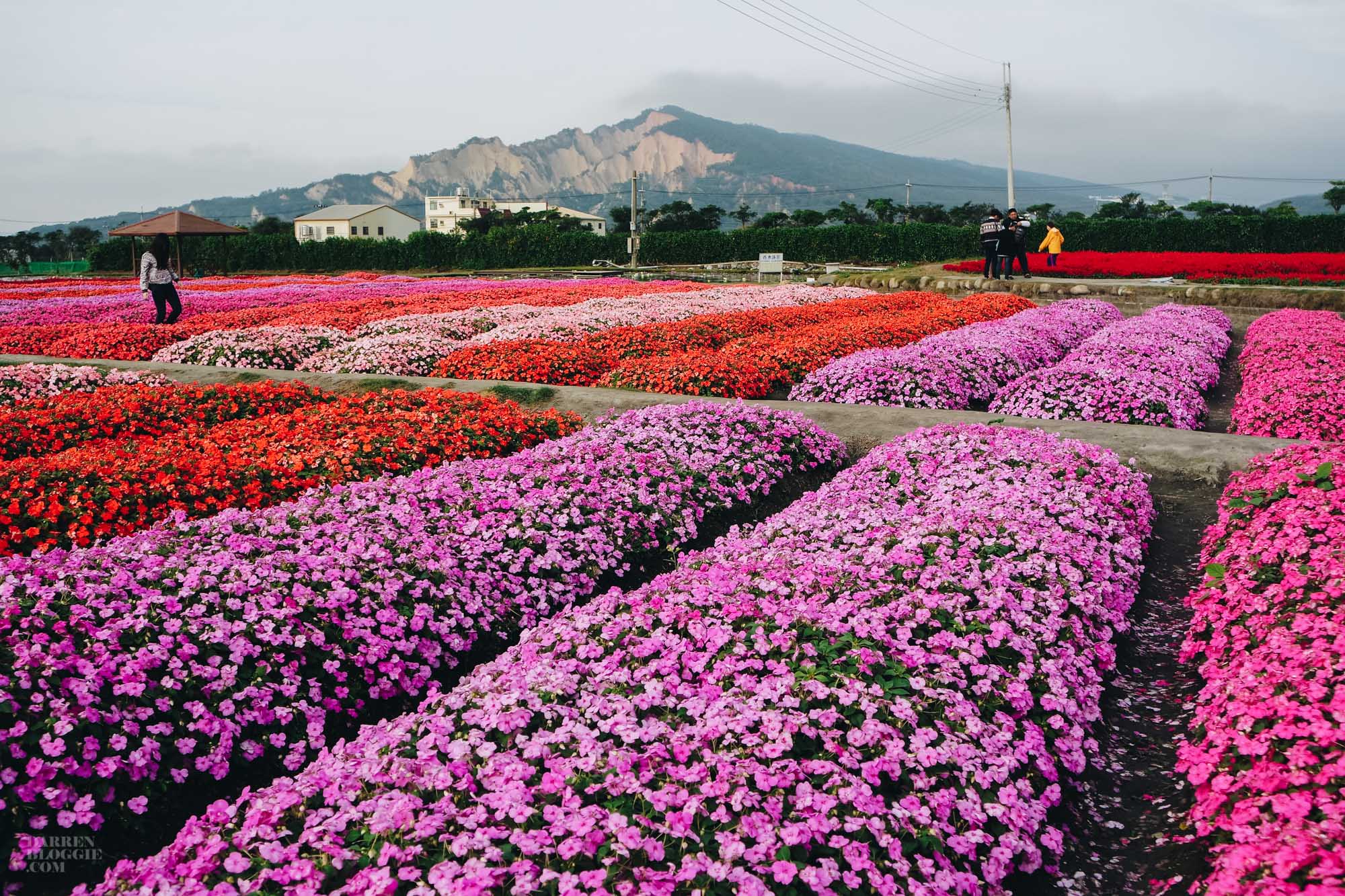 Sea of Flowers in Shinshe