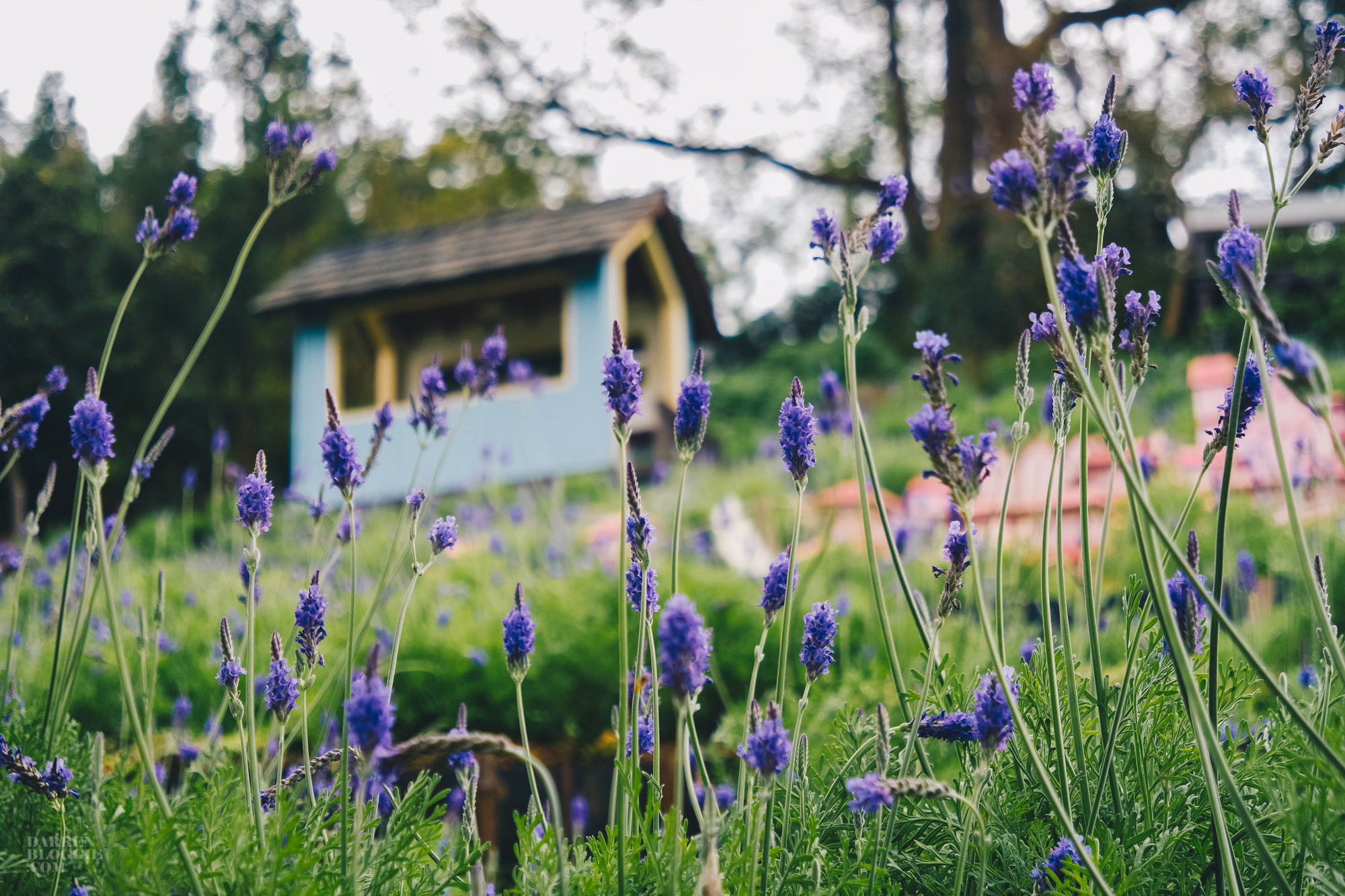 Lavender Cottage