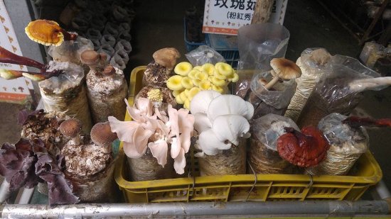 A Liang Mushroom Garden