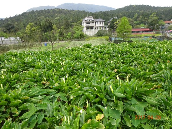 Zhuzihu