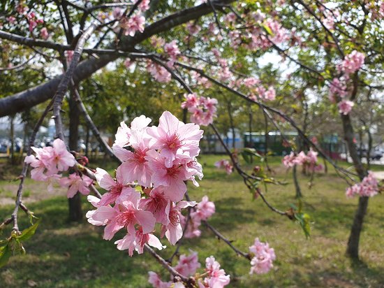 Li Wei Branch Cherry Blossom Park