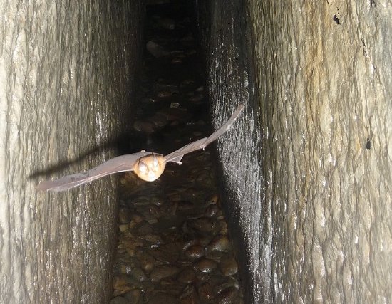 Toubiankeng Bat Cave