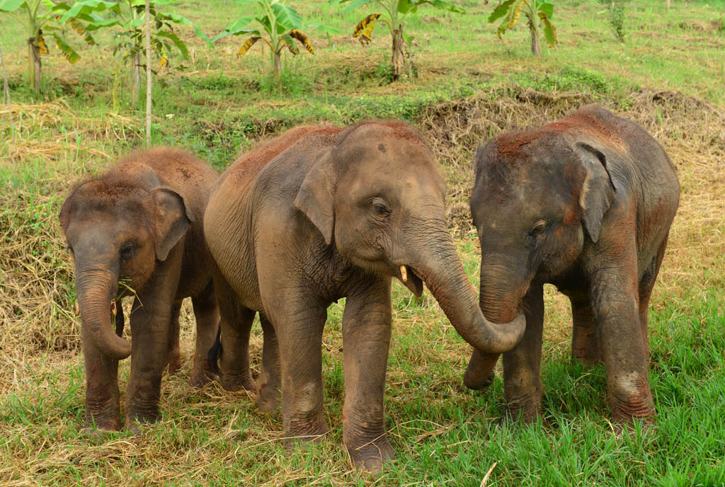 Elephant Rescue Park