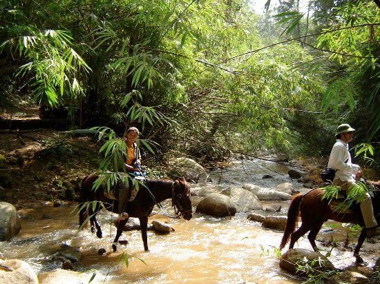 Thai Horse Farm