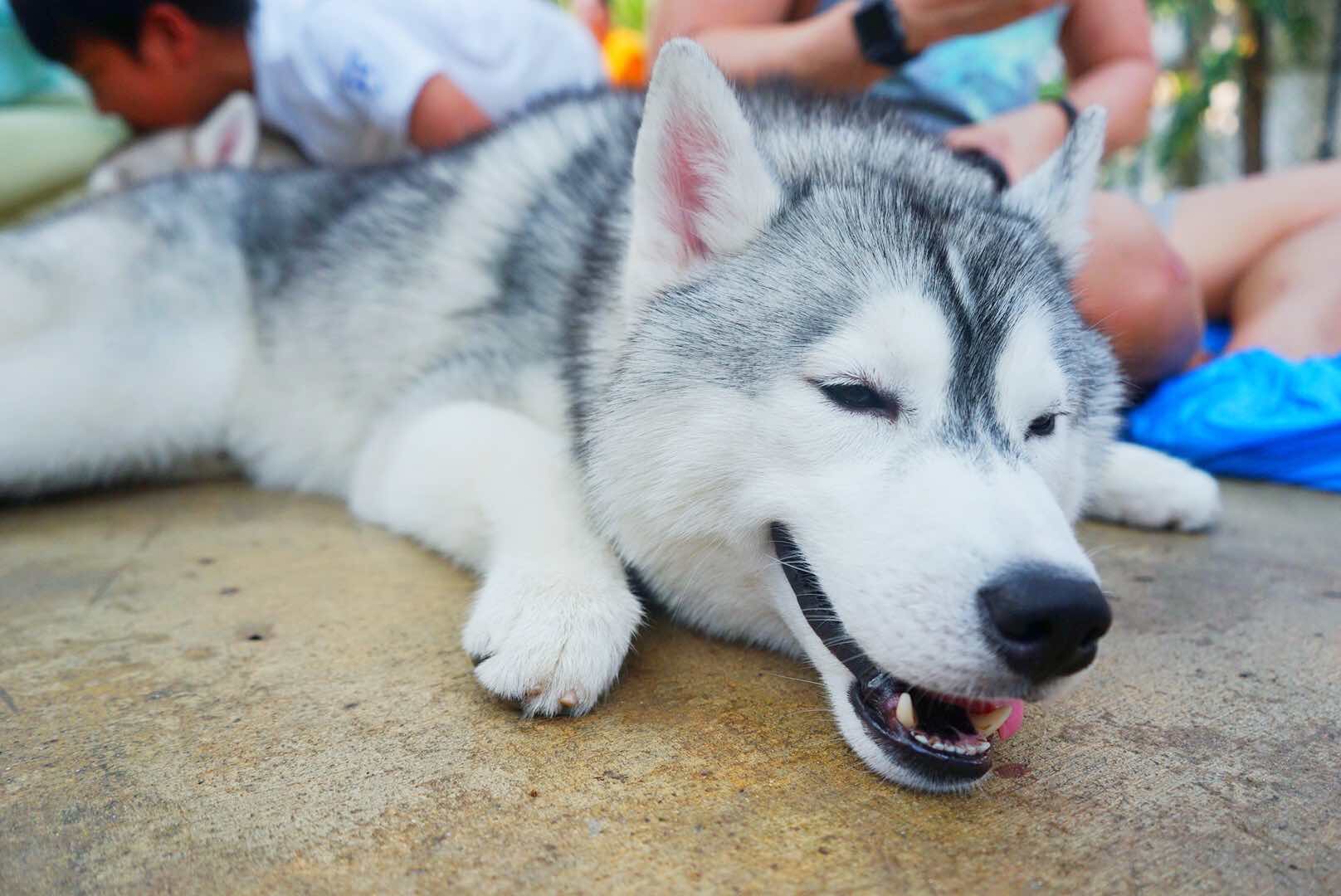 Husky Thailand