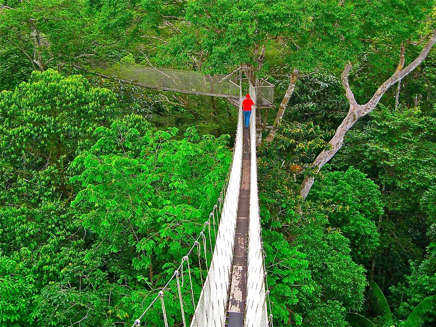 Canopy Walkway