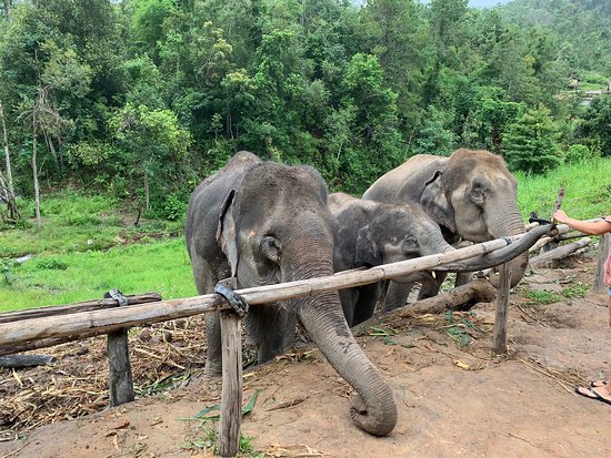 Karen Elephant Habitat