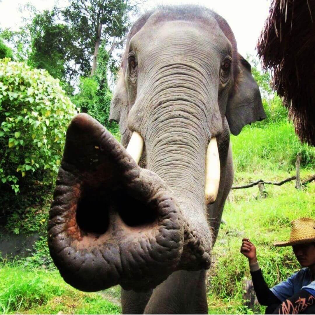 Thai Elephant Home