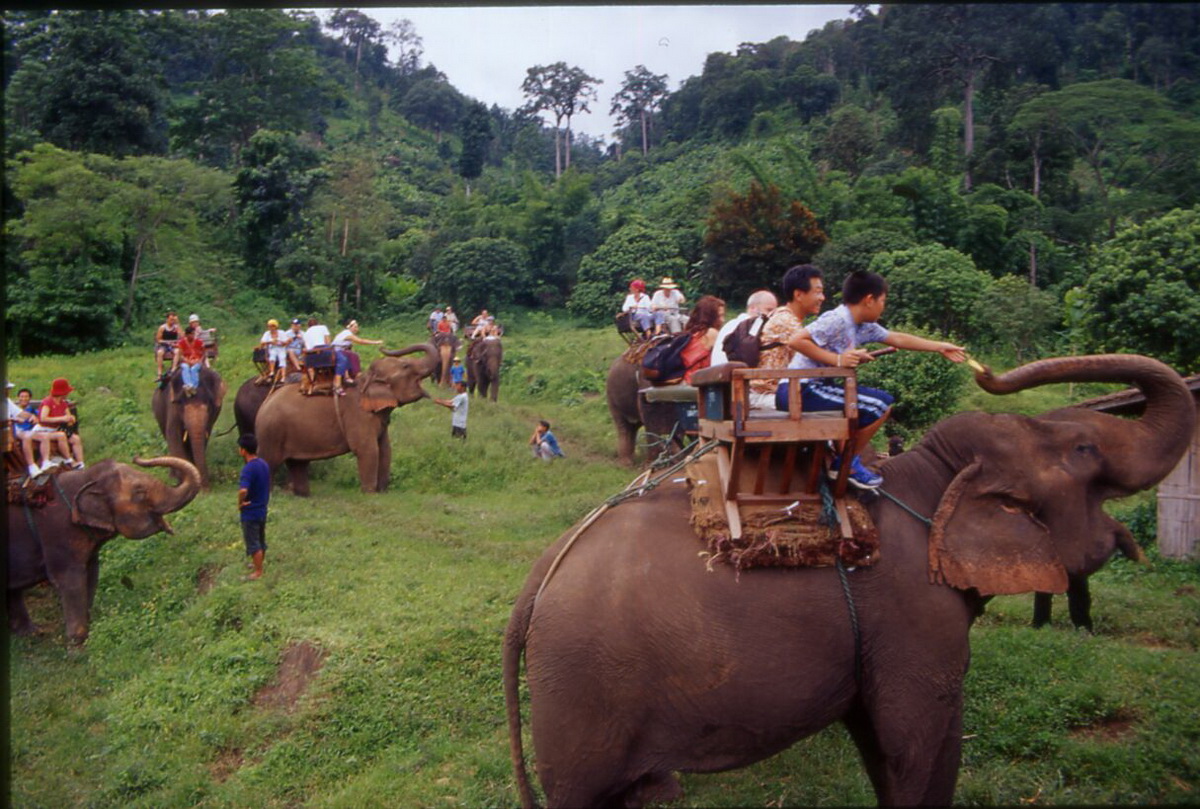 Maetang Elephant Park