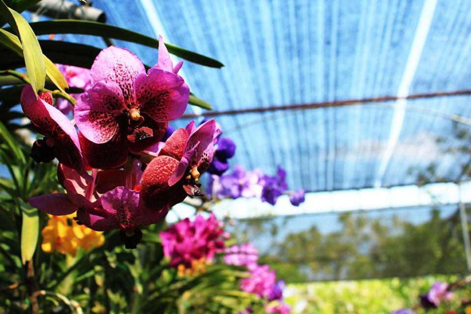 Bai Orchid and Butterfly Farm