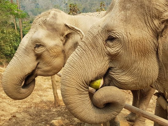 Siam Elephant