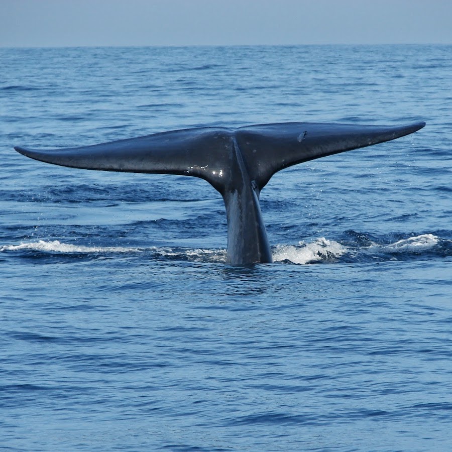 Friend of the Blue Whale
