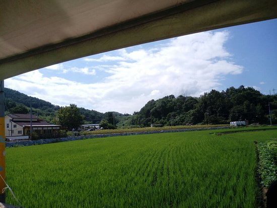 Gangju Sunflower Village