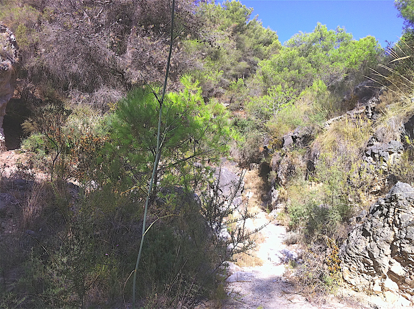 Fuente del Esparto