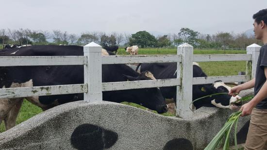 Ruisui Farm