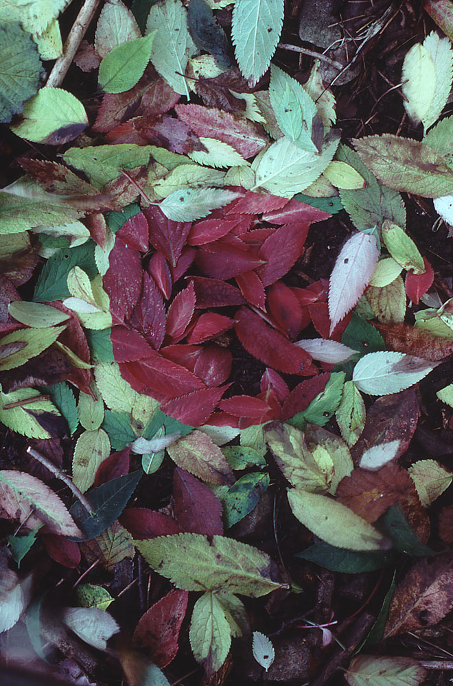 Red Leaf Tribe