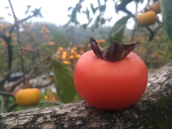 Beipu Liu Tang Shi Shi Bing Persimmon Cake - Luo Yu Song