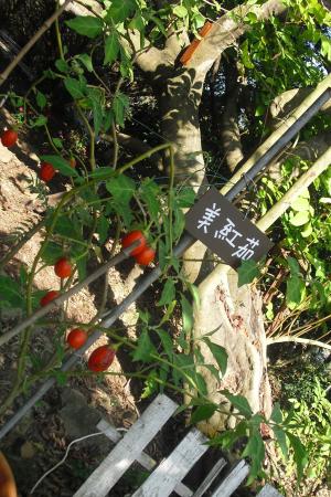 Fongshan Ecological Garden