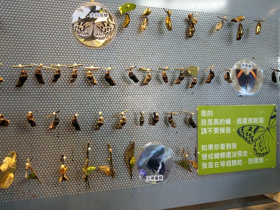Mu Sheng Insect Museum